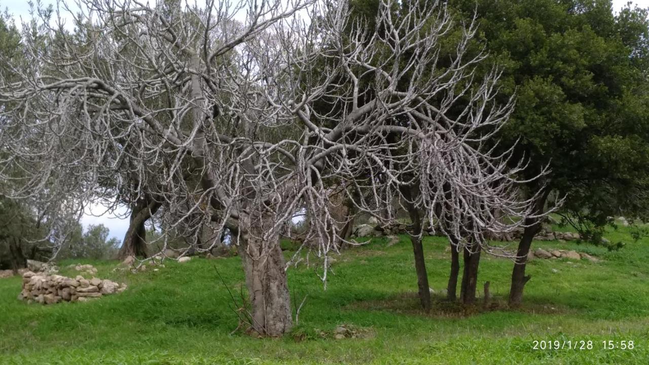 Ktima Kiourelioti Βίλα Σκάλα Συκαμιάς Εξωτερικό φωτογραφία