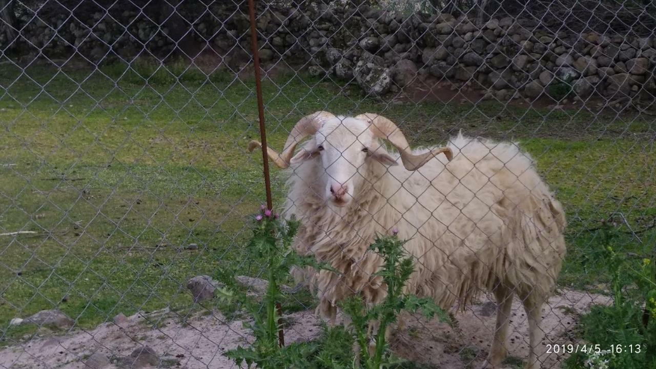 Ktima Kiourelioti Βίλα Σκάλα Συκαμιάς Εξωτερικό φωτογραφία